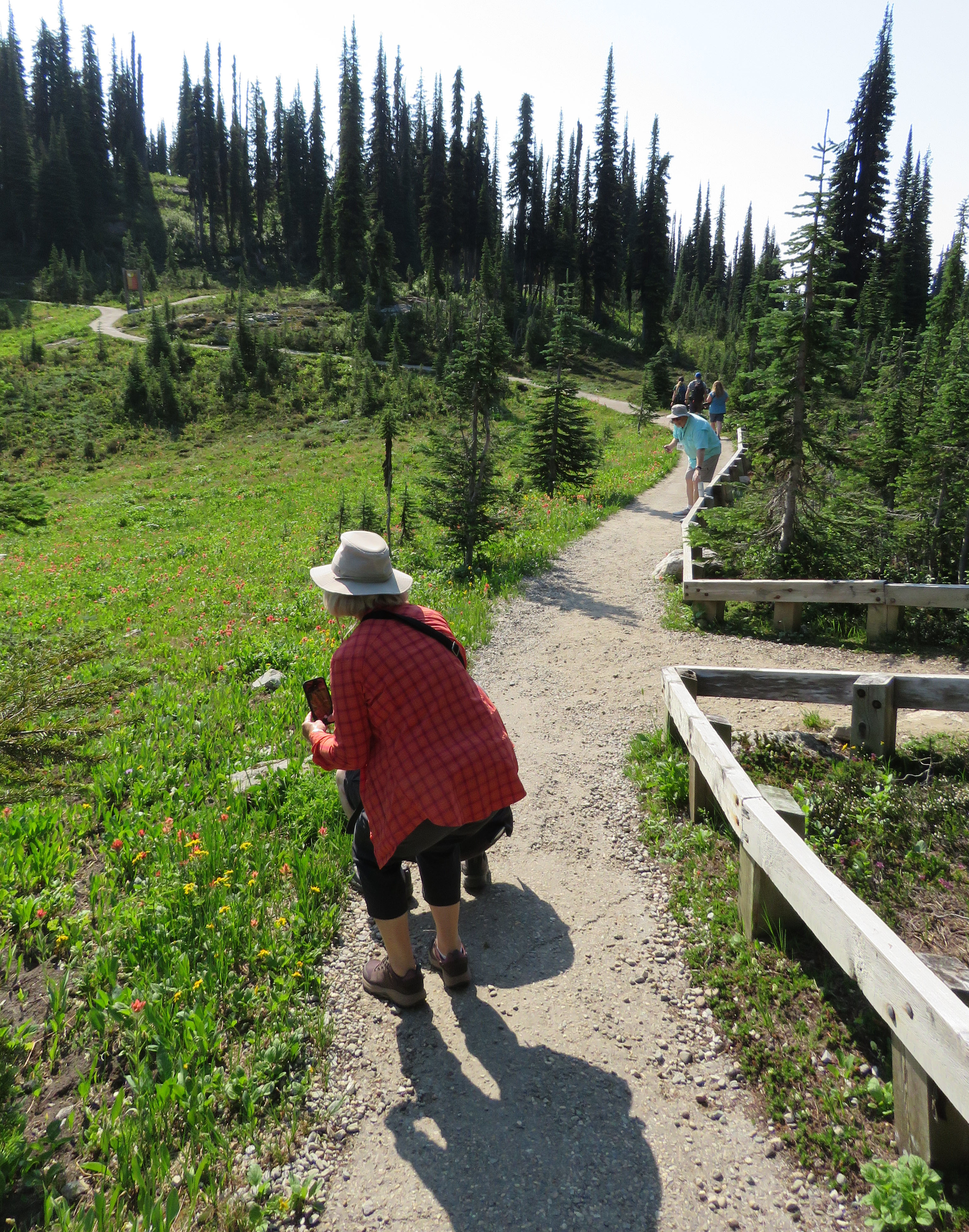 People taking pictures of wildflowers in the landscape.